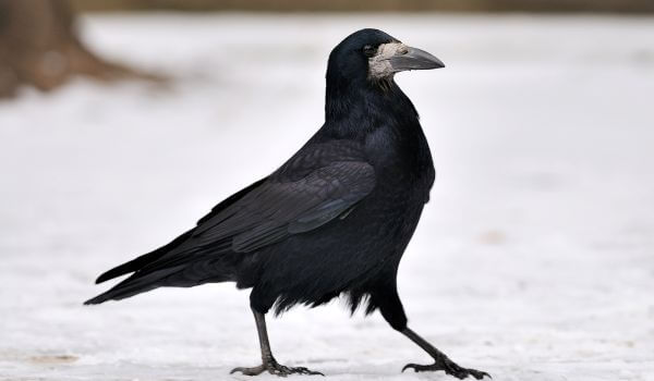 Фото: Черная ладья