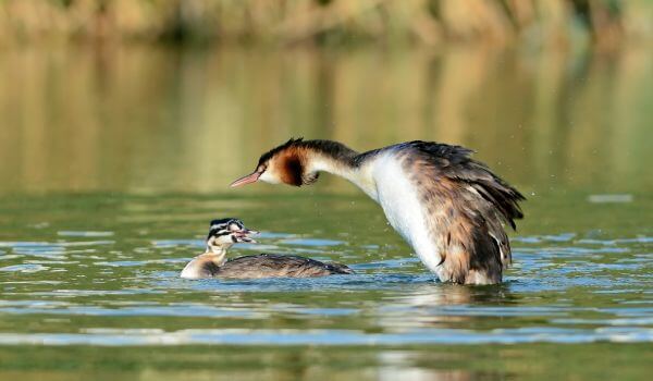 Фото: Поганка или Великий бек