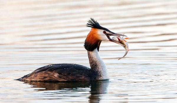 Фото: Поганка на природе