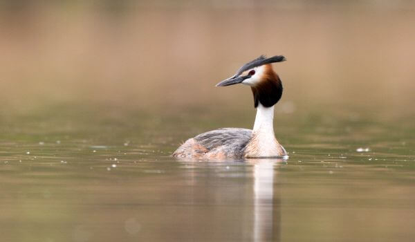 Фото: Поганка