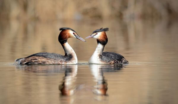 Фото: Хохлатая поганка