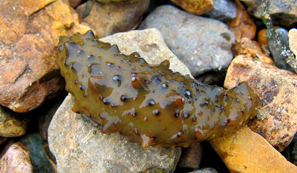 Фото: Дальневосточный трепанг