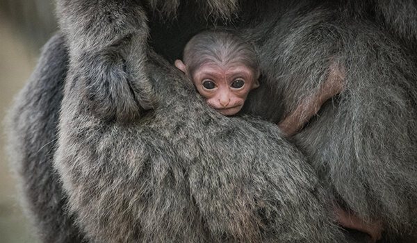 Фото: Малыш гиббона