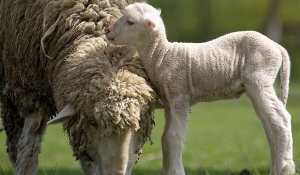 Фото: Детеныш мериноса