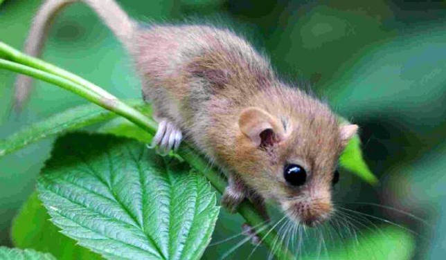 Фото: Детеныш садовой сони