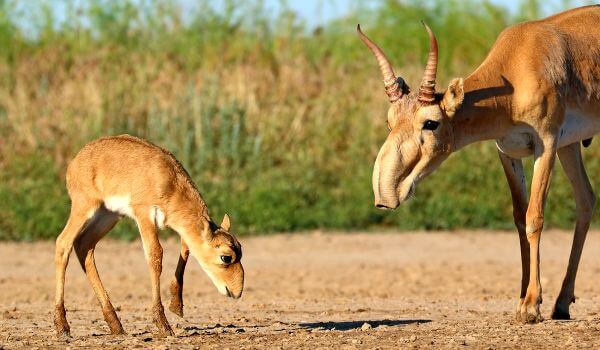 Фото: детеныш сайгака