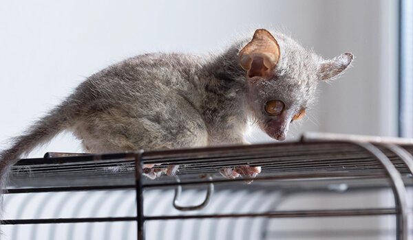 Фото: Детеныш сенегальского галаго