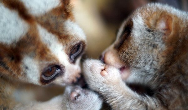 Фото: Детеныши лори-лемура