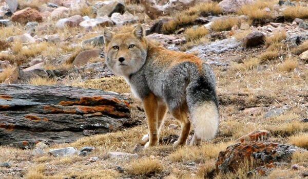 Фото: Дикая тибетская лисица