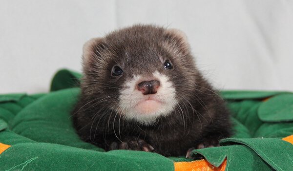 Фото: Домашний хонорик