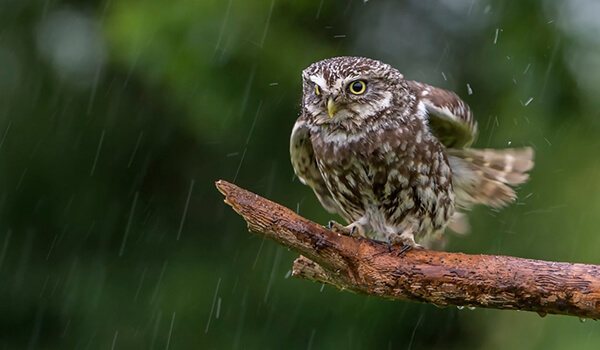 Фото: Домовой сыч в России