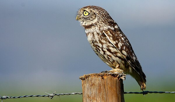 Фото: Домовой сыч