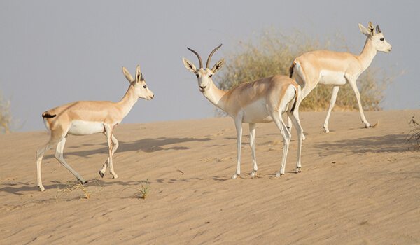 Фото: Зоб в пустыне