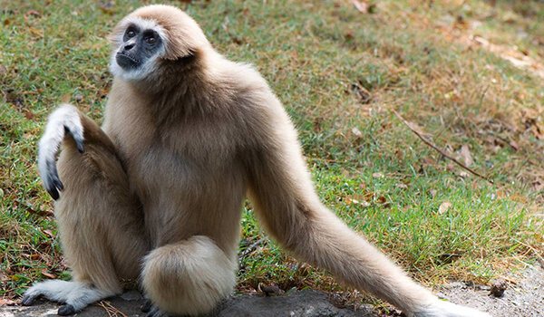 Фото: Гиббон