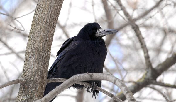 Фото: Грач на дереве