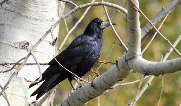 Фото: Грач