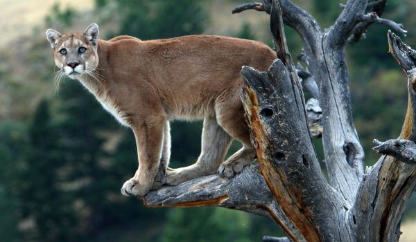 Фото: Хищник пума