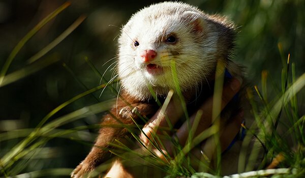 Фото: Хонорик в природе