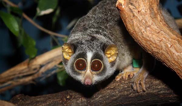 Фото: индийский лемурлори