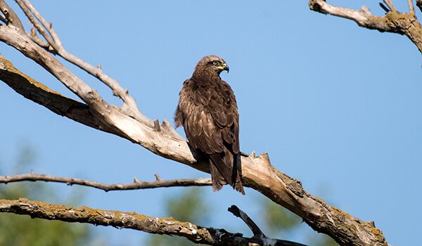 Фото: Как выглядит черный дракон