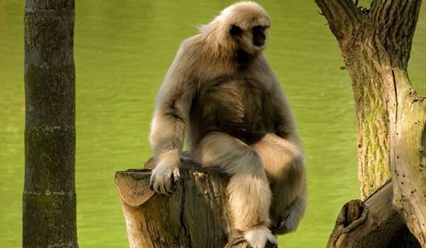 Фото: Как выглядит гиббон