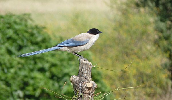 Фото: Как выглядит голубая сорока