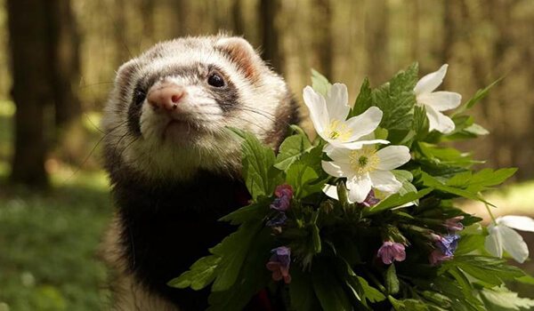 Фото: Как выглядит хонорик