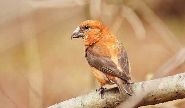 Фото: Так выглядит клест