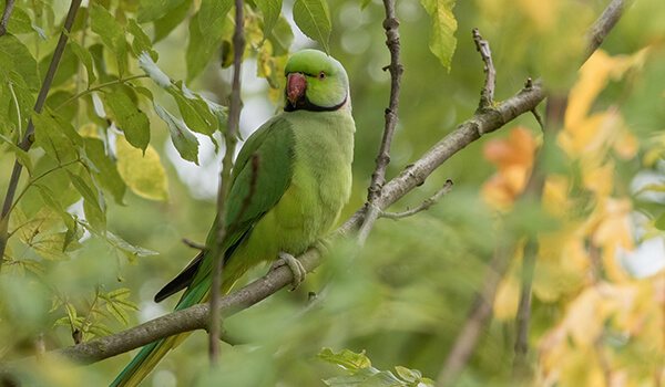 Фото: Как выглядит кольчатый попугай