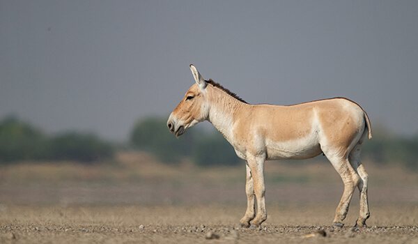 Фото: Как выглядит пуля