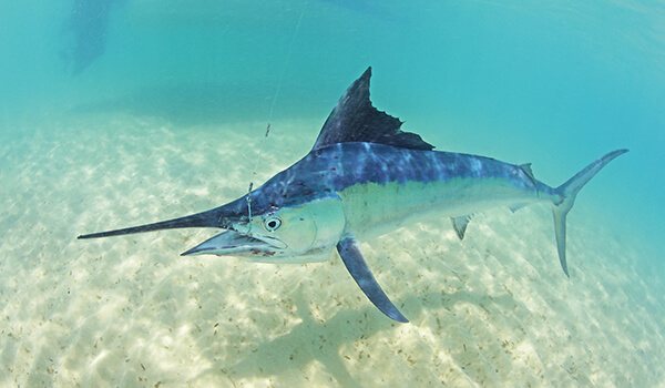 Фото: Как выглядит марлин