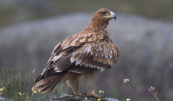 Фото: Как выглядит орел-карлик