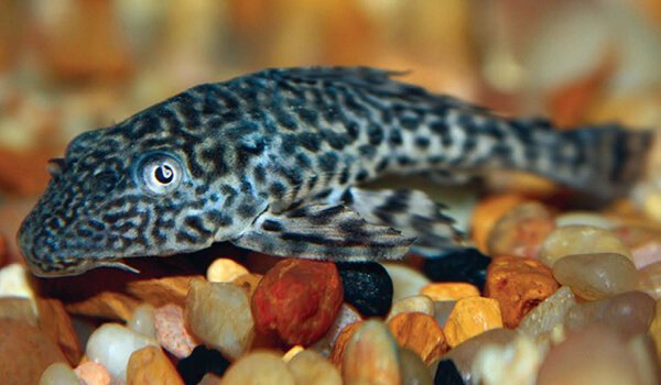 Фото: Как выглядит плекостомус