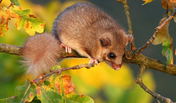 Фото: Как выглядит соня-полчок