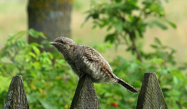 Фото: Как выглядит вертичек