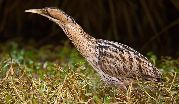 Фото: Как выглядит выпь