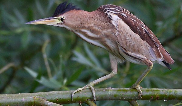 Фото: Как выглядит выпь