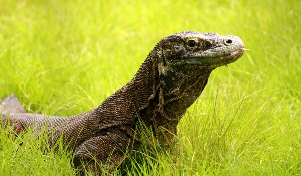 Фото: Капский варан