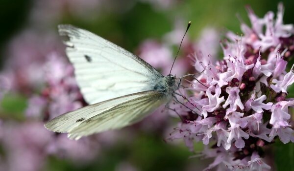 Фото: Капустная белянка