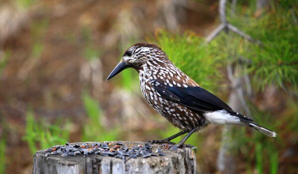 Фото: Кедровка