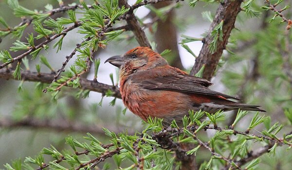Фото: Клест в России