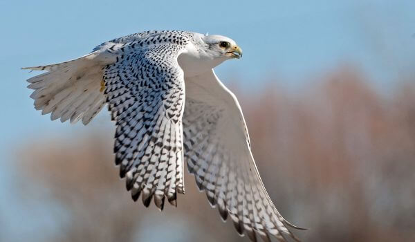 Фото: Кречет в полете