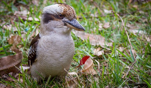 Фото: Кукабарра