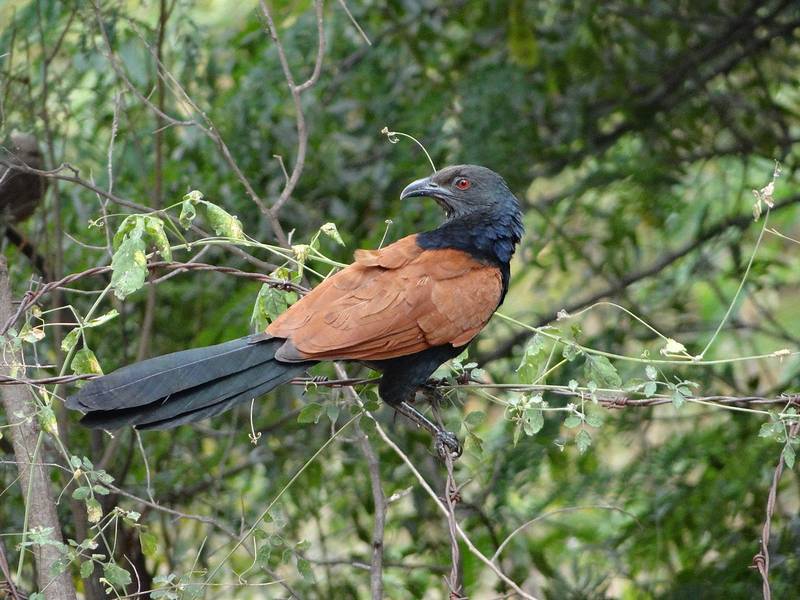 Птица Кукушка: описание, как выглядит, птенцы, приметы