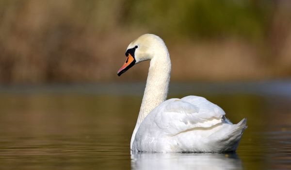 Фото: Нопсвейн