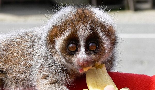 Фото: Лемурлори из Красной книги