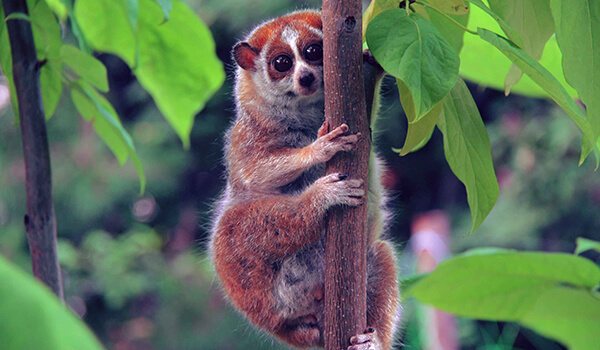 Фото: Лемурлори в природе