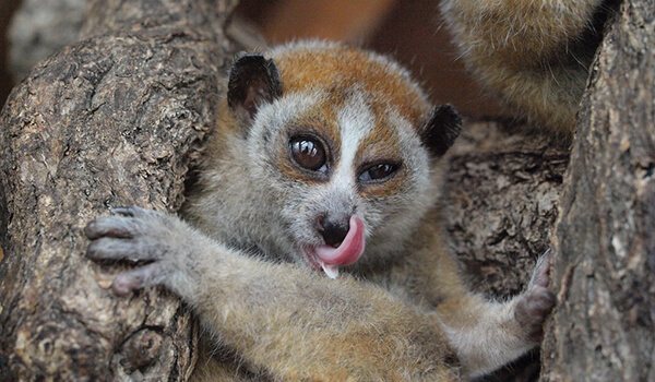 Фото: Лемурлори в природе