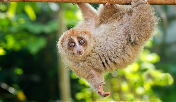 Фото: лемур лори