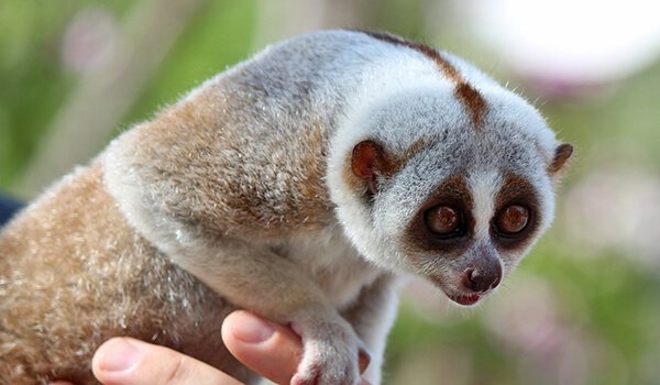 Фото: лемур лори